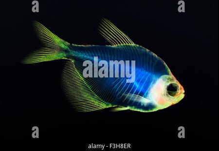 Alizarin Knochen Fleck anatomische Fisch Skelett Vorbereitung von einem weißen schuppigen tetra Stockfoto