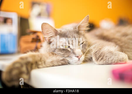 Faul Kitty schlafen drinnen auf dem Tisch mit einem Auge beobachtete Stockfoto