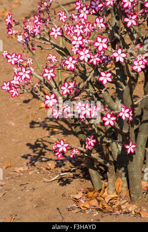 Ein Impala Lilie Pflanze Blüte im Kruger National Park Stockfoto