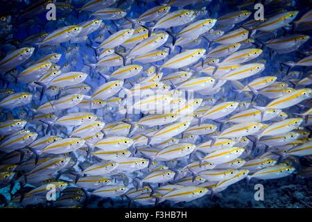 Unterwasser-Blick der School of doppelt gesäumten Fusileers (Pterocaesio Digramma), Lombok, Indonesien Stockfoto