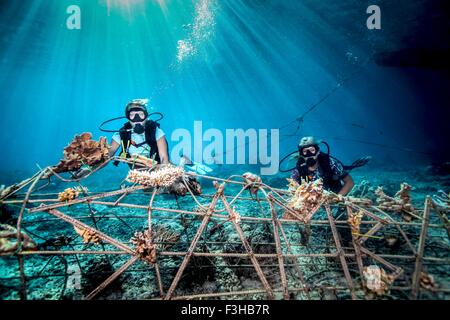 Unterwasser-Blick von Taucherinnen, die Festsetzung eines Seacrete am Meeresboden, (künstliches Stahl Riff mit elektrischem Strom), Lombok, Indonesien Stockfoto