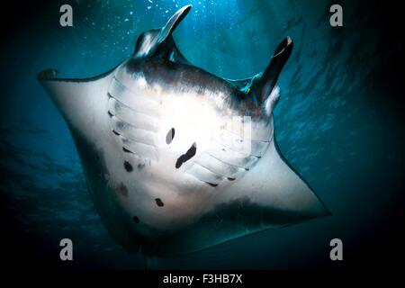 Unterwasser niedrigen Winkel Ansicht der Mantarochen (Manta Alfredi) Fütterung auf der Meeresoberfläche, Bali, Indonesien Stockfoto