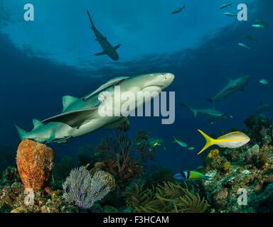 Unterwasser-Blick von Lemon Shark, Tiger Beach, Bahamas Stockfoto