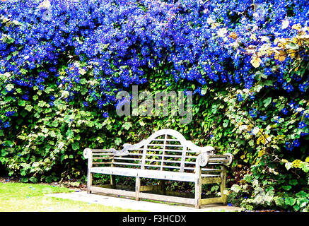 Bank in einem prominenten Garten mit Clematis Stockfoto