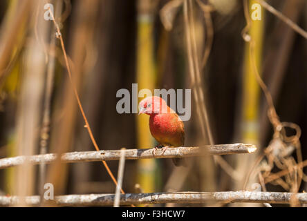 Rot-billed Firefinch (Lagonosticta Senegala), Likoma Island, Lake Malawi, Malawi, Süd-Ost-Afrika Stockfoto