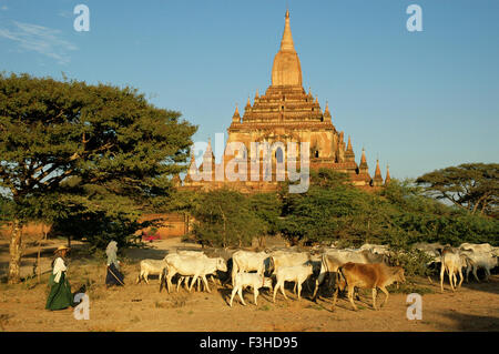 Rinder in der Nähe von Sulamani Tempel in Bagan, Mandalay Region, Myanmar Stockfoto