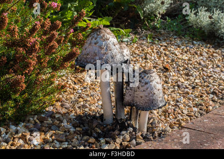 Shaggy Tinte Caps Pilze wachsen in einem Garten Stockfoto