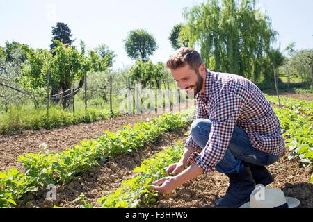 Junger Mann kauerte in Feld tendenziell Tomatenpflanzen Stockfoto