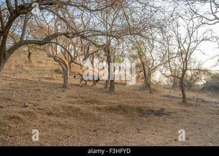 Asiatischen Löwen in seinem Lebensraum (Panthera Leo Persica) an der Gir Forest, Gujarat, Indien. Stockfoto