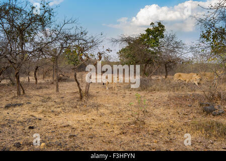 Asiatische Löwen stolz [Panthera Leo Persica] an der Gir Forest, Gujarat in Indien. Stockfoto