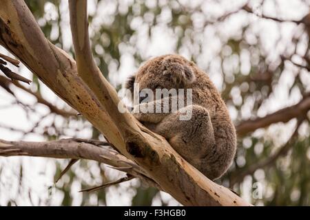 Niedrigen Winkel Ansicht von Koala (Phascolarctos Cinereus) schlafen in Eukalyptus Baum, Phillip Island, Victoria, Australien Stockfoto