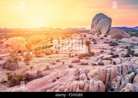 Sonnenuntergang über der Wüste im Joshua Tree Nationalpark, Kalifornien, USA. Stockfoto