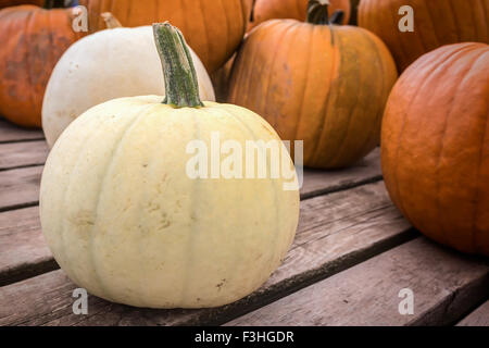 Weiße Bauernhof Kürbisse frisch geerntet. Stockfoto