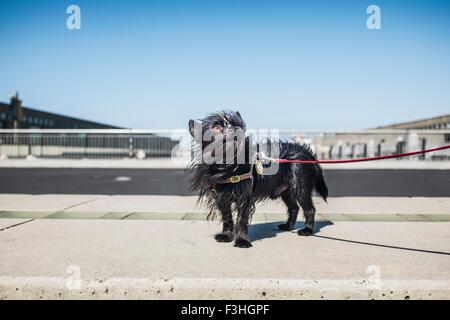 Hund an der Leine Stockfoto