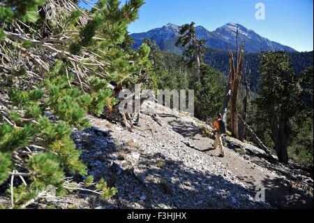 Junge Frau Wandern, Mount Charleston Wilderness Trail, Nevada, USA Stockfoto