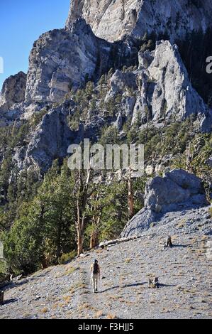 Junge Frau Wandern, Mount Charleston Wilderness Trail, Nevada, USA Stockfoto