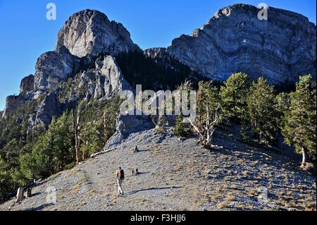 Junge Frau Wandern, Mount Charleston Wilderness Trail, Nevada, USA Stockfoto