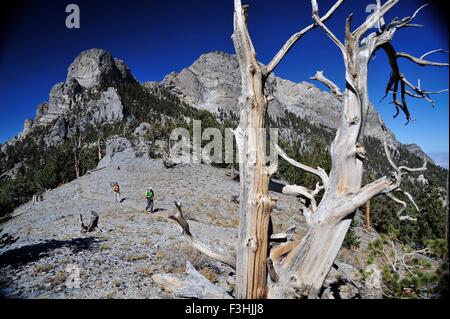 Paar Wandern, Mount Charleston Wilderness Trail, Nevada, USA Stockfoto