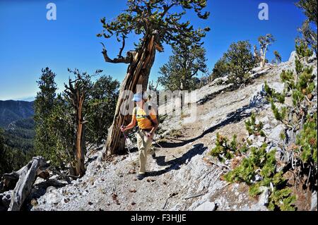 Junge Frau Wandern, Mount Charleston Wilderness Trail, Nevada, USA Stockfoto