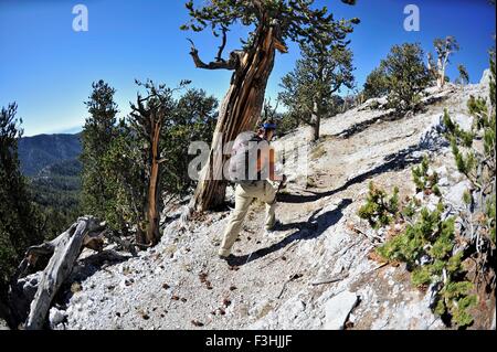 Junge Frau Wandern, Mount Charleston Wilderness Trail, Nevada, USA Stockfoto