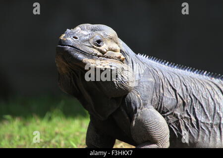 Karibik Rhinozeros-Leguan (Cyclura Cornuta), Nahaufnahme des Kopfes, gerichtete Kamera Stockfoto