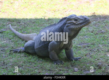 Karibik Rhinozeros-Leguan (Cyclura Cornuta) Stockfoto