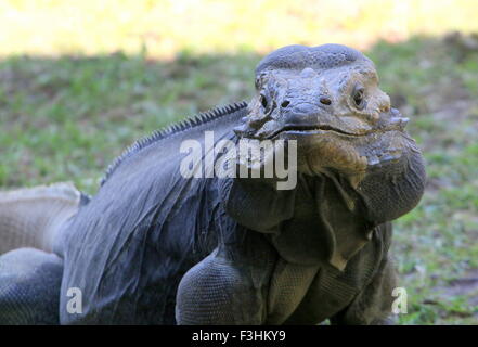 Karibik Rhinozeros-Leguan (Cyclura Cornuta), Nahaufnahme des Kopfes, gerichtete Kamera Stockfoto