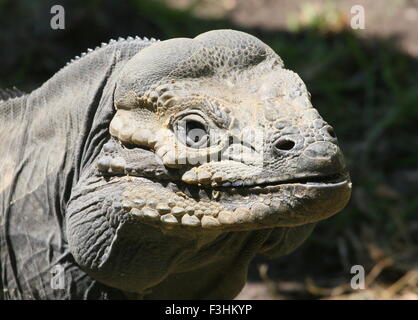 Karibik Rhinozeros-Leguan (Cyclura Cornuta), Nahaufnahme des Kopfes, gerichtete Kamera Stockfoto