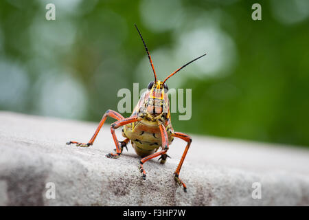 Südlichen Lümmel Heuschrecke oder Riesen orange Heuschrecke mit Blick direkt in die Kamera mit schönen Bokeh im Hintergrund Stockfoto