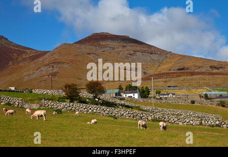 Ackerland, Steinmauern in die Midste die Berge von Mourne, in der Nähe von Kilkeel auf der Silent Valley Road, County Down, Irland Stockfoto