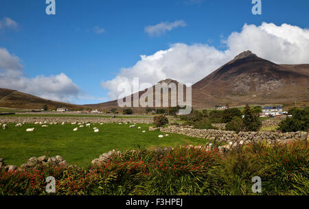 Ackerland, Steinmauern in die Midste die Berge von Mourne, in der Nähe von Kilkeel auf der Silent Valley Road, County Down, Irland Stockfoto