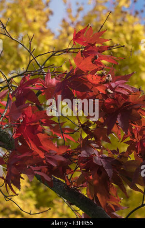 Cathays Park, Cardiff Hall, Cardiff, Wales, UK, 7. Oktober 2015: Blätter fallen von den Bäumen in Cardiff Cathays Park. Cardiff-Halle Stockfoto