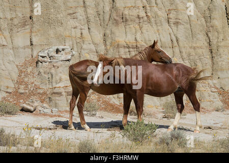 Wild (Wild) Pferd, Theodore-Roosevelt-Nationalpark Stockfoto