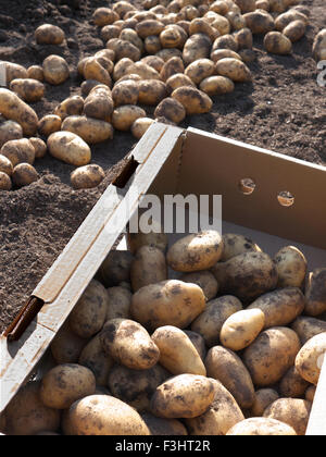 Ernte der Kartoffeln 'Nicola' (Solanum Tuberosum) eine volle Geschmack beliebte Sorte neue Kartoffel ideal zum Kochen und Salate Stockfoto