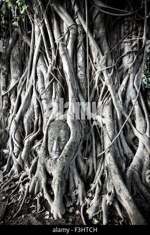 Buddha Kopf in Baumwurzeln in Ayutthaya, Thailand. buddhistische Monument und Buddha Kopf von Statue in würgefeige Baumwurzeln gesperrt und verewigt. Stockfoto