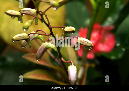 Wassertropfen Stockfoto