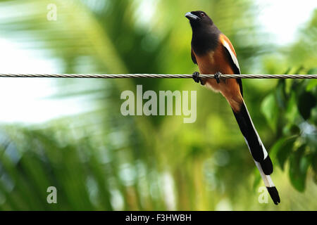 Der rufous Treepie (Dendrocitta Vagabunda) ist ein Treepie, ursprünglich aus dem indischen Subkontinent und angrenzenden Teilen von Südostasien Stockfoto