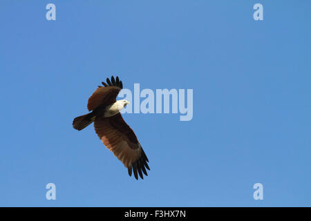 Brahminy Kite Jagd nach Fischen. Indien, Bundesstaat Kerala Stockfoto