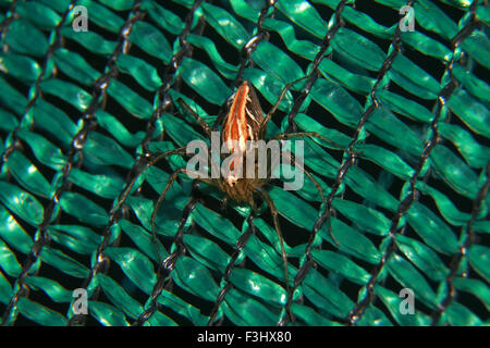 Spinne auf Green net Stockfoto