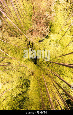 Kyoto, Arashiyama, Hanatouro, winter Licht Festival. Berühmte Bamboo Grove beleuchtet, nachts. Bambus hoch über Ansicht mit Kamera schaut gerade nach oben. Stockfoto