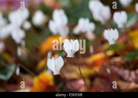 Weiße Cyclamen Hederifolium im Herbst Laub. Stockfoto