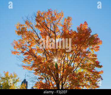 Bunt rot-Ahorn-Baum in Kanada im Herbst. Es gibt ein Sunburst auf dem Baum vor der Sonne. Stockfoto