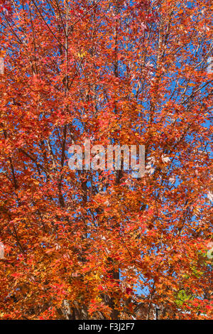 Nahaufnahme mit einem bunten Ahornbaum im Herbst in Kanada mit Textfreiraum Stockfoto