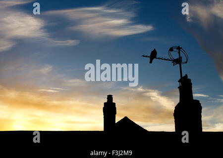 8. Oktober 2015. Wetter. Eine taube sitzt auf einer Dachantenne durch den Sonnenaufgang und wispy Wolken in East Sussex, UK. 8. Oktober 2015. Credit: Ed Brown/Alamy leben Nachrichten Stockfoto