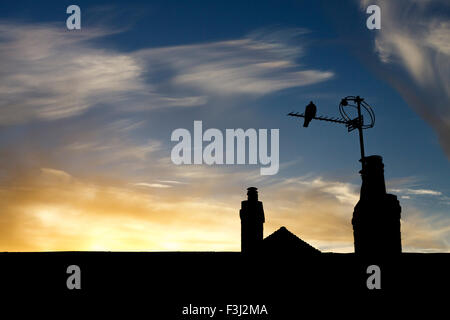 8. Oktober 2015. Wetter. Eine taube sitzt auf einer Dachantenne durch den Sonnenaufgang und wispy Wolken in East Sussex, UK. 8. Oktober 2015. Credit: Ed Brown/Alamy leben Nachrichten Stockfoto