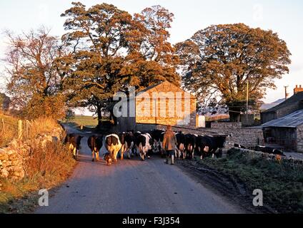 Landwirt zu Fuß seine Kuhherde auf der Straße, Wensleydale, Yorkshire Dales, North Yorkshire, England, UK, Groß Britannien. Stockfoto