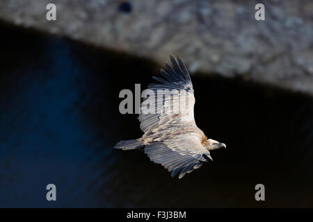 Geier, Hoces del Duraton, Segovia, Spanien Stockfoto