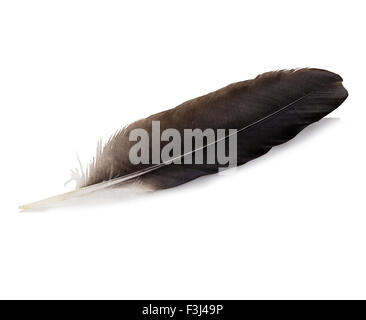 Feder Feder isoliert auf weißem Hintergrund Stockfoto