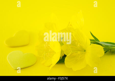 Gelbe Blumen auf gelbem Hintergrund mit gelben Herzen Stockfoto
