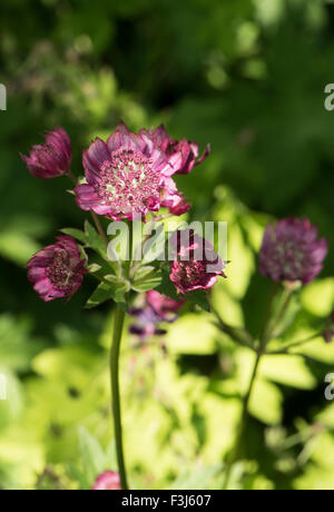 Astrantia große SSP. Rubra, wächst auf einer Wiese, Slowenien. Juni. Stockfoto